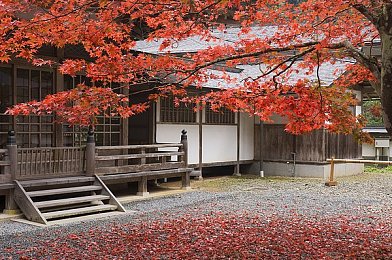 丘丘人驯化雷电将军免费,神秘角色免费领，原神狂欢来袭