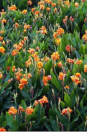香蕉菠萝黄瓜草莓樱桃榴莲茄子,夏日水果新宠，健康美味大盘点-2