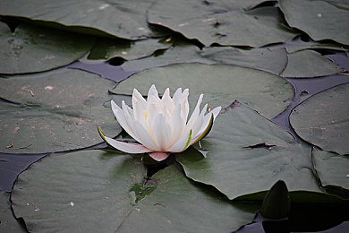 成人免费胡芦娃,成人狂欢：免费胡芦娃活动引关注-4