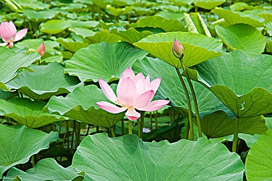 趁父亲不在家子代父职耕,勇敢少年代父耕种，传承家风引点赞